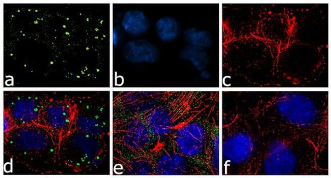 FXR1 Antibody in Immunocytochemistry (ICC/IF)