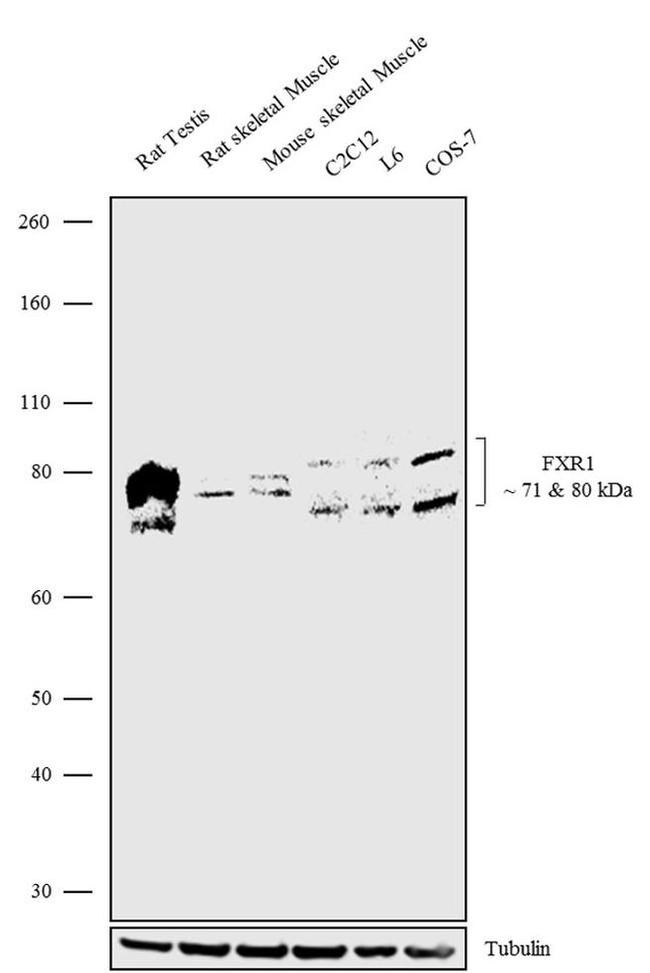 FXR1 Antibody in Western Blot (WB)