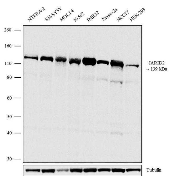 JARID2 Antibody in Western Blot (WB)