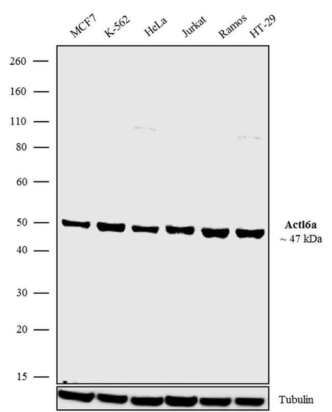 BAF53A Antibody in Western Blot (WB)