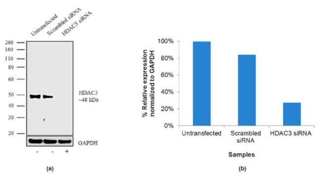 HDAC3 Antibody