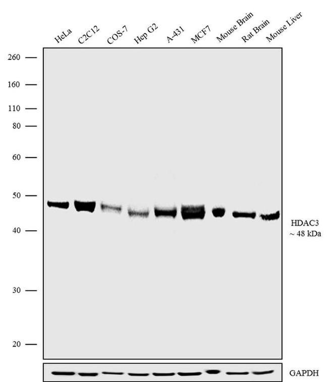 HDAC3 Antibody in Western Blot (WB)