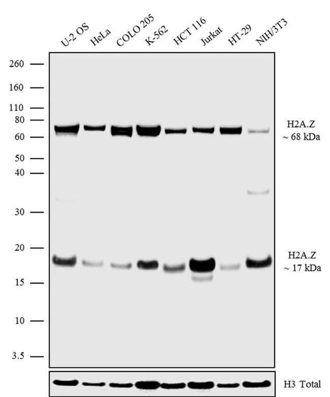 Histone H2A.Z Antibody in Western Blot (WB)