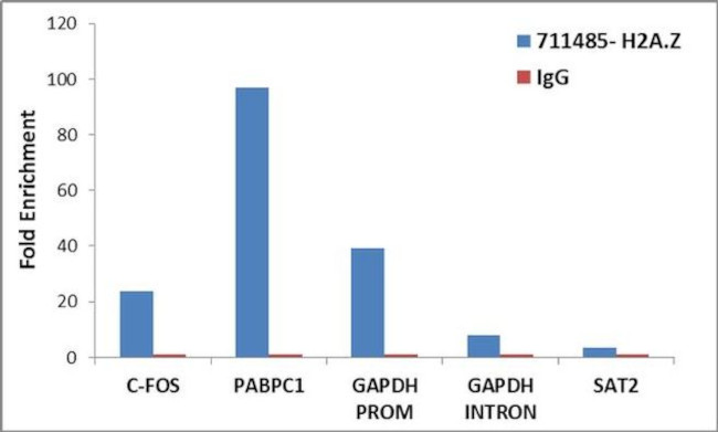 Histone H2A.Z Antibody