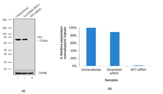 NF2 Antibody