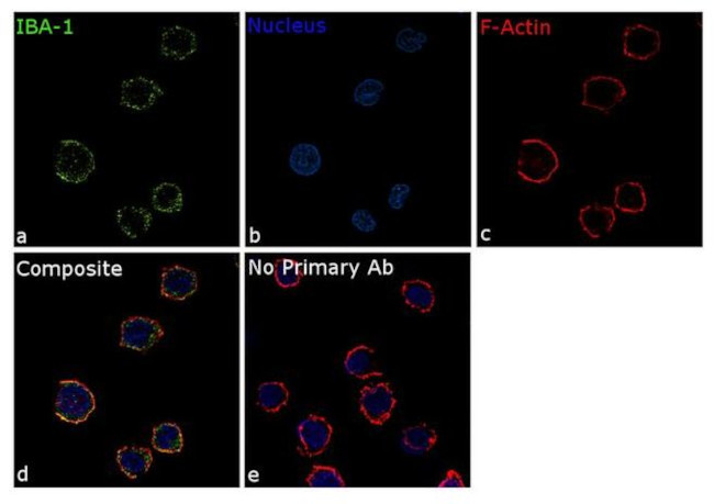 IBA1 Antibody in Immunocytochemistry (ICC/IF)