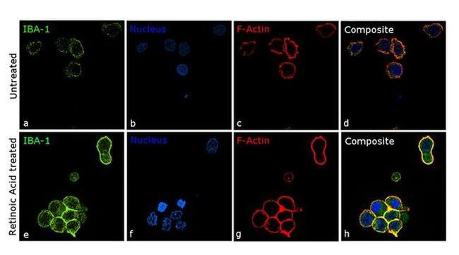 IBA1 Antibody