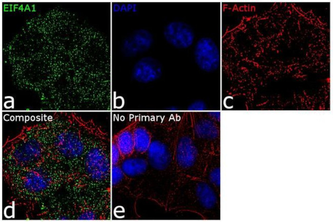 eIF4A1 Antibody in Immunocytochemistry (ICC/IF)