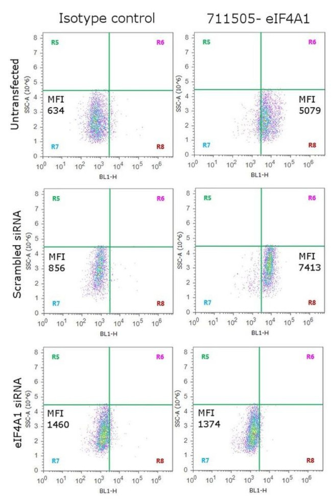 eIF4A1 Antibody in Flow Cytometry (Flow)