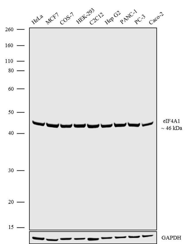 eIF4A1 Antibody in Western Blot (WB)