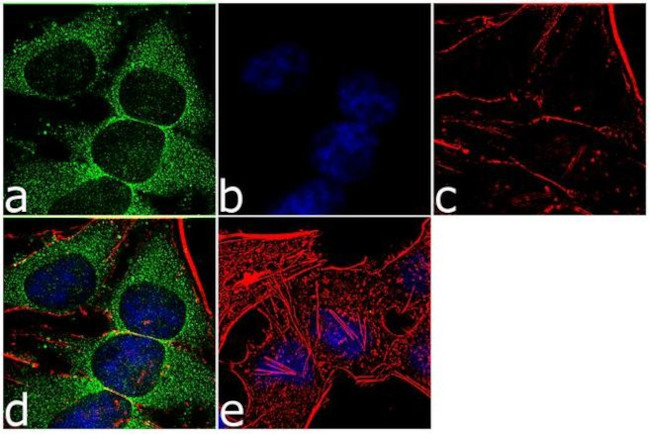 14-3-3 zeta Antibody in Immunocytochemistry (ICC/IF)