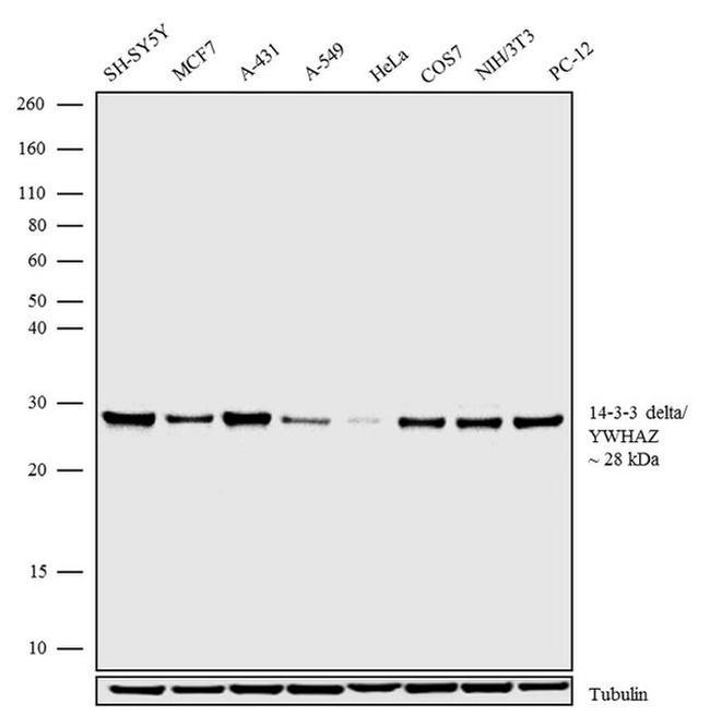 14-3-3 zeta Antibody in Western Blot (WB)