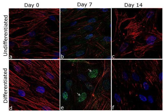 RUNX2 Antibody