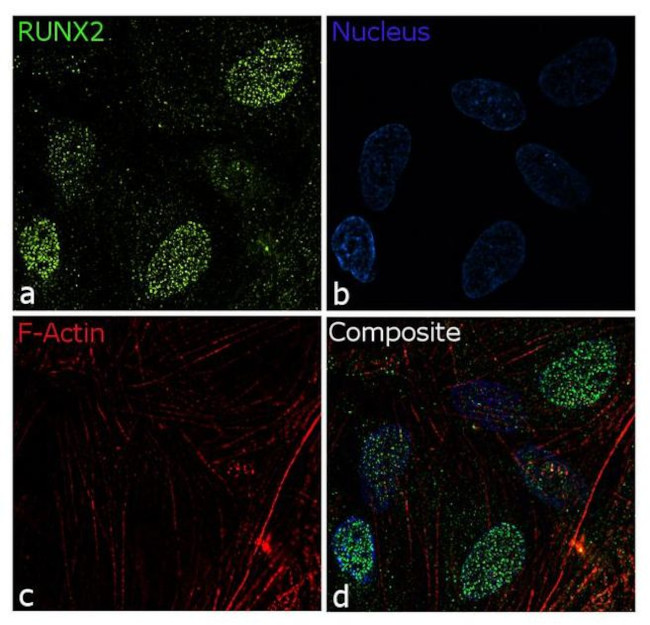 RUNX2 Antibody in Immunocytochemistry (ICC/IF)