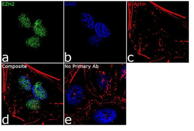 EZH2 Antibody in Immunocytochemistry (ICC/IF)