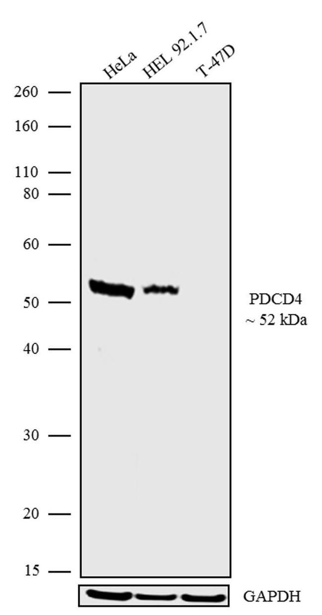 PDCD4 Antibody in Western Blot (WB)