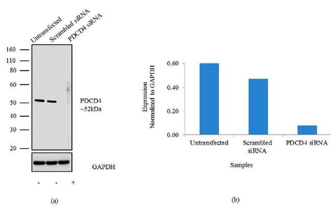 PDCD4 Antibody in Western Blot (WB)