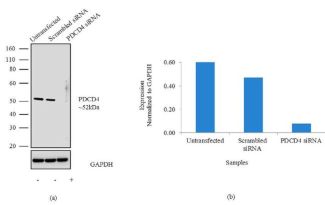 PDCD4 Antibody