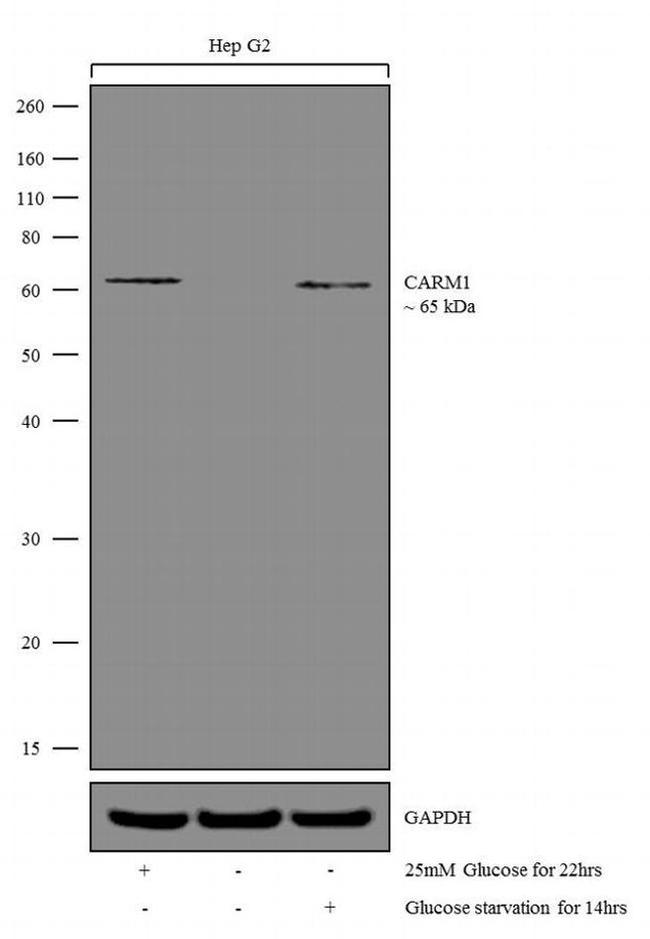 PRMT4 Antibody in Western Blot (WB)