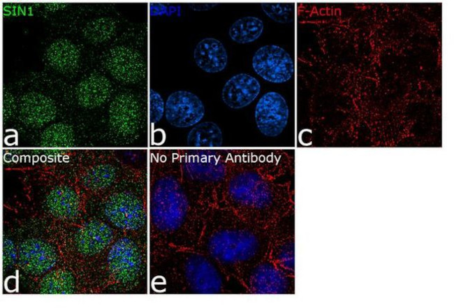 MAPKAP1 Antibody in Immunocytochemistry (ICC/IF)