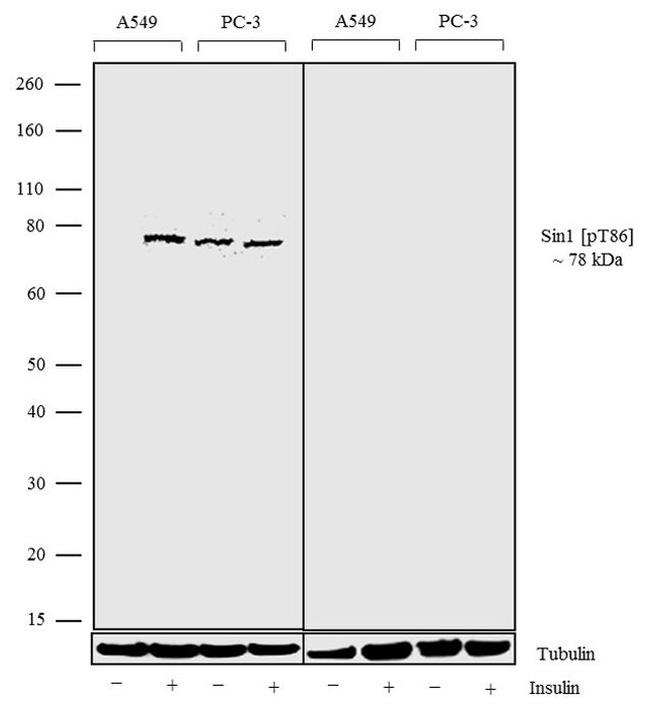 Phospho-MAPKAP1 (Thr86) Antibody