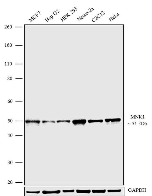 MNK1 Antibody in Western Blot (WB)