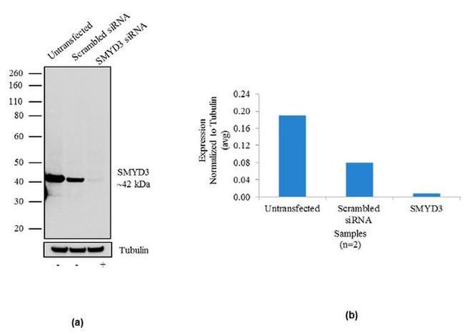 SMYD3 Antibody in Western Blot (WB)