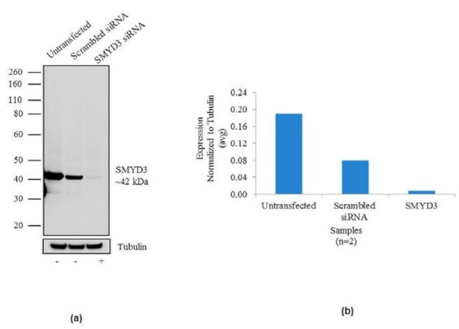 SMYD3 Antibody