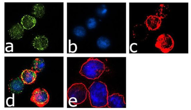 CTLA-4 Antibody in Immunocytochemistry (ICC/IF)