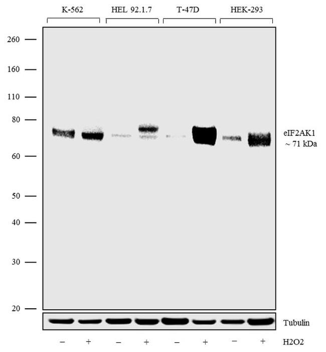 HRI Antibody