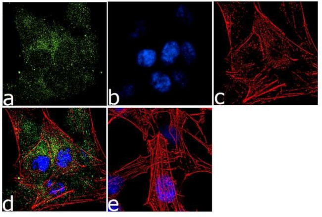 SLC7A11 Antibody in Immunocytochemistry (ICC/IF)