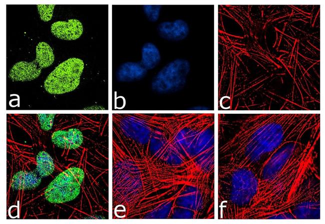 Neurogenin 2 Antibody