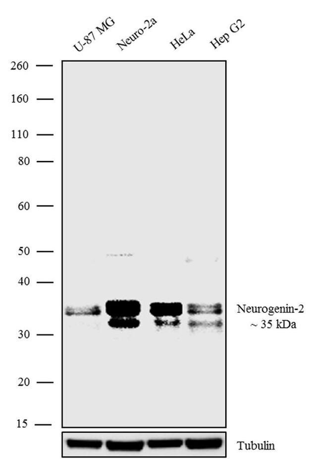 Neurogenin 2 Antibody in Western Blot (WB)