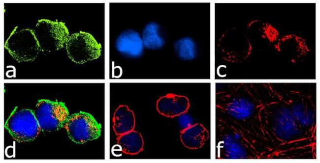 JAK3 Antibody in Immunocytochemistry (ICC/IF)