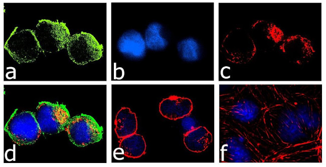 JAK3 Antibody