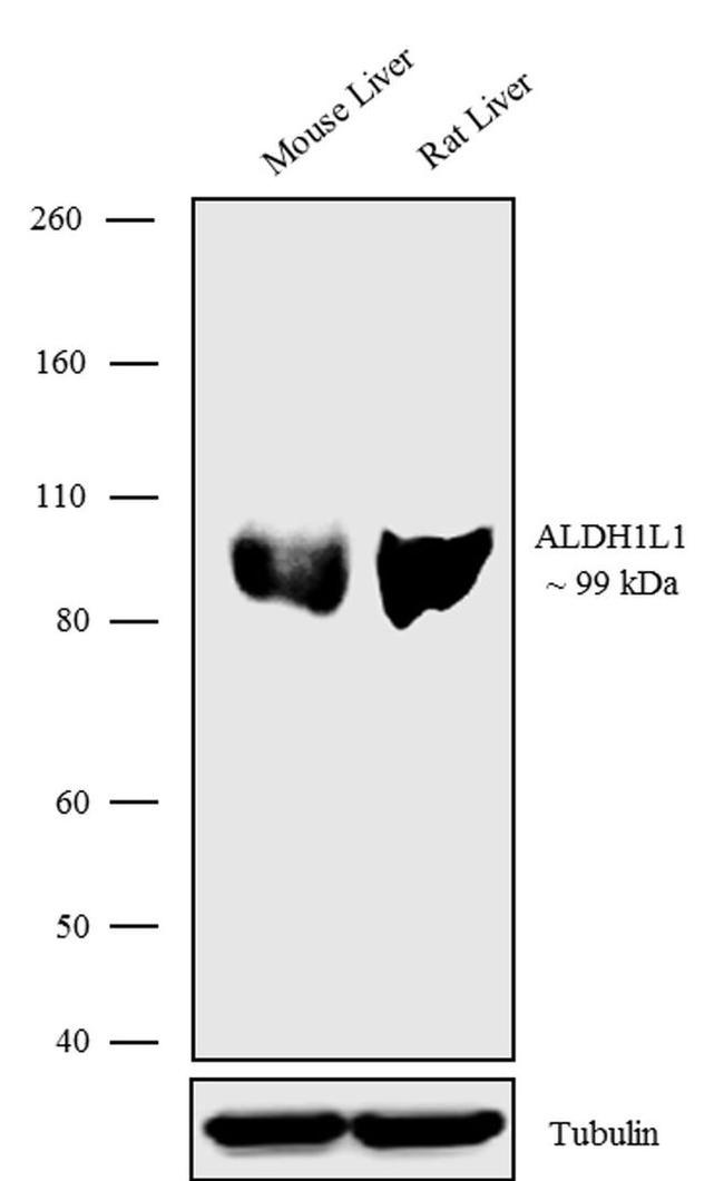 ALDH1L1 Antibody in Western Blot (WB)