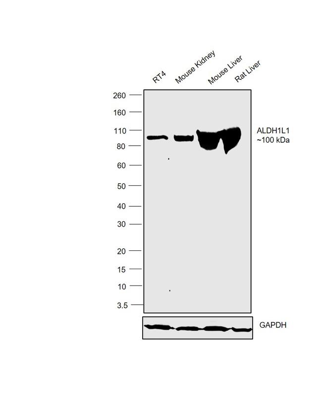 ALDH1L1 Antibody in Western Blot (WB)