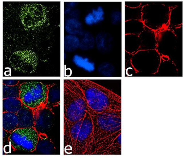 Phospho-MEK1 (Thr386) Antibody in Immunocytochemistry (ICC/IF)