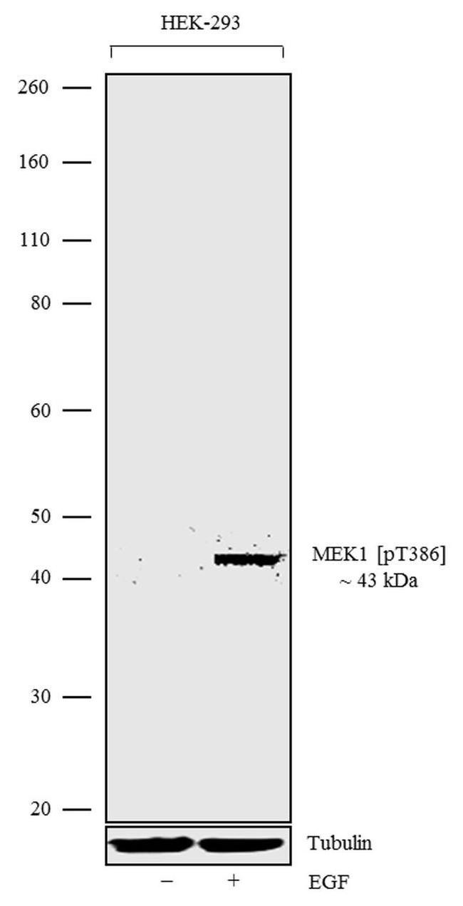 Phospho-MEK1 (Thr386) Antibody in Western Blot (WB)