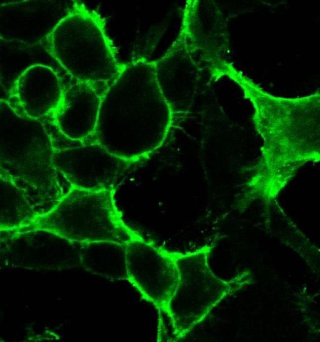 DRD1 Antibody in Immunocytochemistry (ICC/IF)