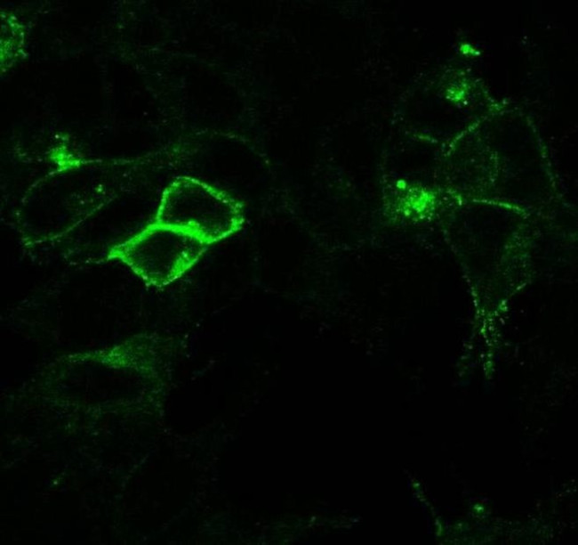 AVPR1A Antibody in Immunocytochemistry (ICC/IF)