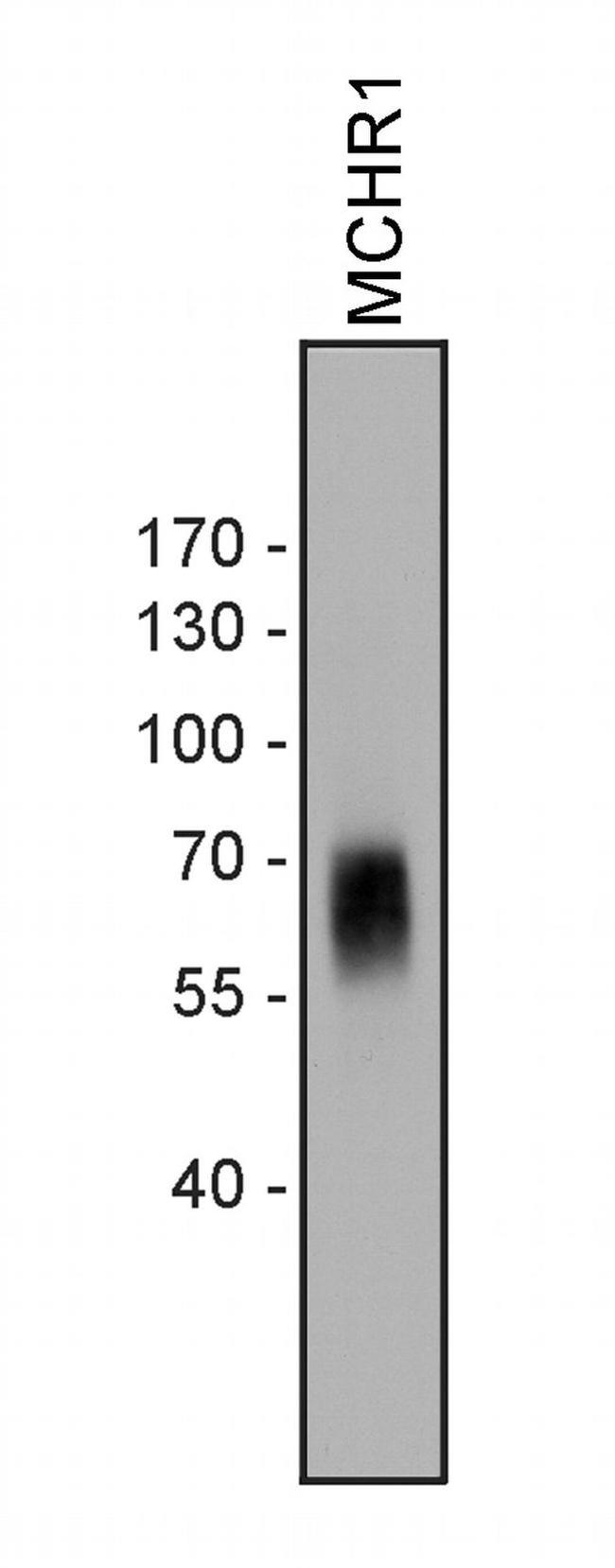 MCHR1 Antibody in Western Blot (WB)