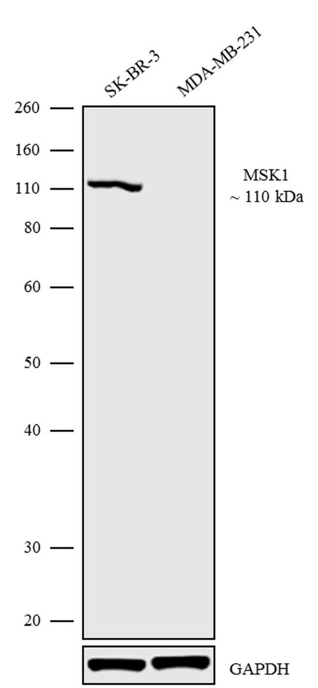 MSK1 Antibody in Western Blot (WB)