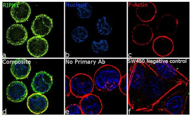 RIP1 Antibody in Immunocytochemistry (ICC/IF)