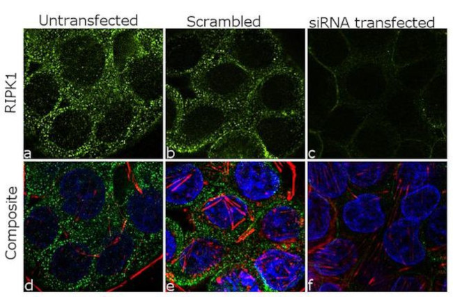 RIP1 Antibody in Immunocytochemistry (ICC/IF)