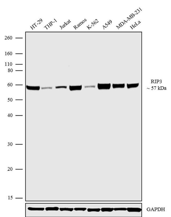 RIP3 Antibody in Western Blot (WB)