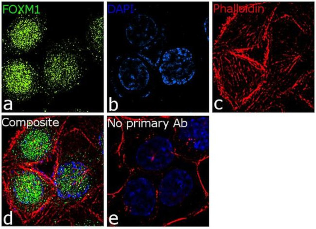 FOXM1 Antibody in Immunocytochemistry (ICC/IF)