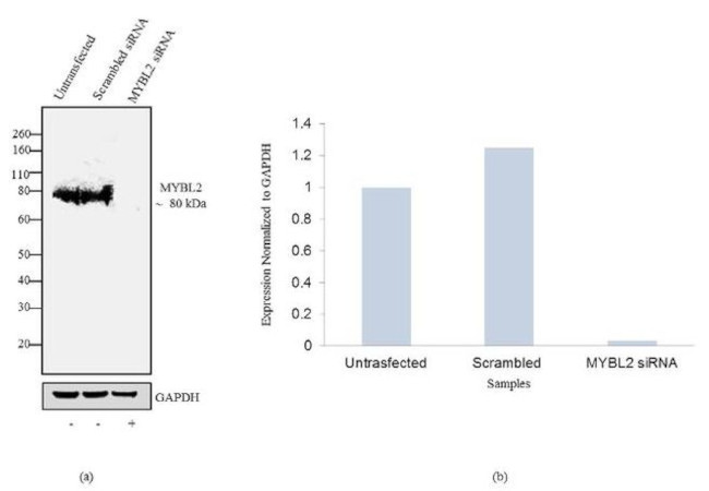 B-Myb Antibody