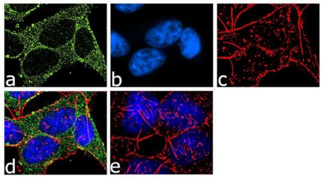 Phospho-PKA alpha/beta (Thr197) Antibody in Immunocytochemistry (ICC/IF)