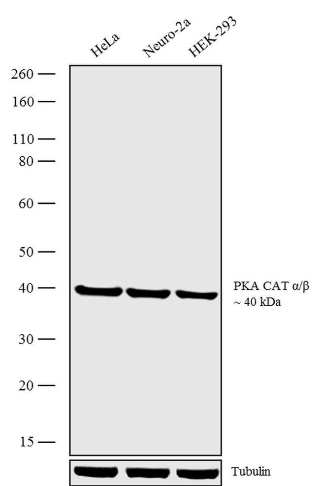 Phospho-PKA alpha/beta (Thr197) Antibody in Western Blot (WB)